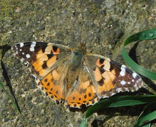 Réf. 214 443 : Vanessa cardui
